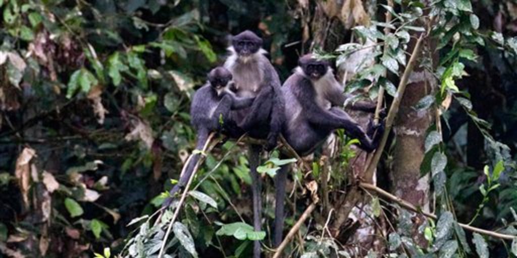 38Explore × NATURAL MOUNTAIN MONKEYS（MIYABI sakura（38灯